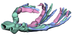 shape_space_sig_07